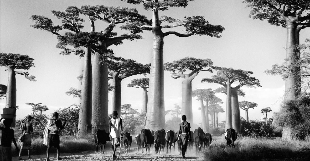 Bouviers sur l'allée des Baobabs. 